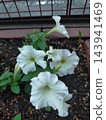 The pure white petunias, in full bloom, stand out beautifully against the dark soil of the flowerbed. 143941469