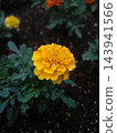 A close-up shot of vibrant yellow marigolds in full bloom against the backdrop of the dark soil of a flowerbed. 143941566