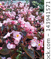The flowerbed is densely packed with beautifully blooming pale pink begonia flowers, filling the entire frame. 143941571