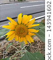 A single sunflower blooms brilliantly in a flowerbed on a street corner, facing the sun. 143941602