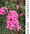 Beautiful pink crape myrtle flowers in full bloom against a backdrop of vibrant green leaves. 143941613