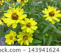 A close-up of yellow zinnias (Zinnia tetraphylla) in full bloom. 143941624