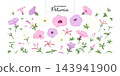 Set of Petunia flowers, in pastel colors, isolated on a transparent background, hand-drawn botanical illustration. 143941900