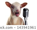 Singing sheep at the microphone isolated on white background 143941961