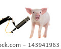 Singing pigletat the microphone isolated on white background 143941963