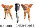 Singing piglets at the microphone isolated on white background 143941964