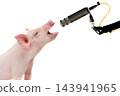 Singing pigletat the microphone isolated on white background 143941965