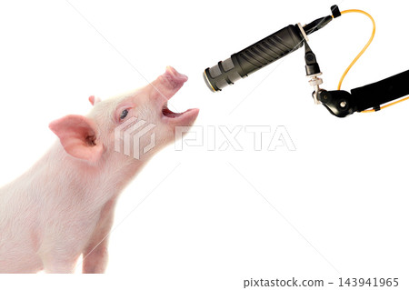 Singing pigletat the microphone isolated on white background Singing pigletat the microphone isolated on white background 143941965