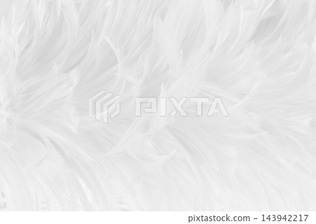 Beautiful white grey bird feathers pattern texture background. Beautiful white grey bird feathers pattern texture background. 143942217