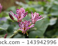 Hototogisu flowers wet in the rain 143942996