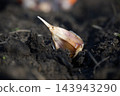 Single Garlic Clove Being Planted into Fertile Dark Soil in Garden Bed 143943290
