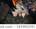 Fresh Garlic Cloves Falling from Orange Bucket into Dark Fertile Garden Soil 143943291