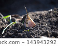 Fresh Garlic Clove Sprouting in Dark Fertile Soil During Planting Season 143943292
