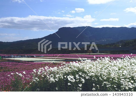 波斯菊花遍布山腳下。 波斯菊花遍布山腳下。 143943310