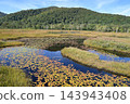 秋日尾瀨的景色，色彩繽紛的草地和池塘。群馬縣片科村。 143943408