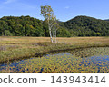 秋日尾瀨的景色，色彩繽紛的草地和池塘。群馬縣片科村。 143943414
