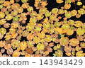 秋季尾瀨池塘中的水生植物。群馬縣片科村。 143943429