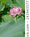 Pink lotus flowers blooming in August at Shinobazu Pond, enveloped in a soft green foreground blur. 143943577