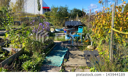 Community allotment garden with blue chair, wooden walkway and flowering plants on sunny autumn day Community allotment garden with blue chair, wooden walkway and flowering plants on sunny autumn day 143944189