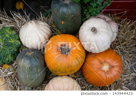 Assorted orange, white and green pumpkins arranged on straw for autumn harvest display Assorted orange, white and green pumpkins arranged on straw for autumn harvest display 143944423