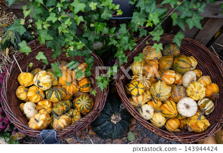 Colorful ornamental pumpkins and gourds displayed in rustic wicker baskets with green ivy foliage in autumn Colorful ornamental pumpkins and gourds displayed in rustic wicker baskets with green ivy foliage in autumn 143944424