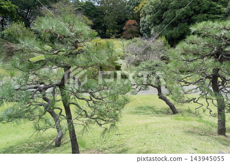 原芝離休庭園內的松樹和草坪 143945055