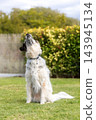 Fluffy mixed breed dog sitting on green lawn with open mouth catching treat 143945134