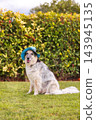 Fluffy mixed breed dog in blue sun hat sitting on green lawn outdoors in summer garden 143945135