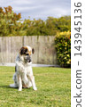 Fluffy mixed breed dog sitting on green lawn looking down with curiosity 143945136