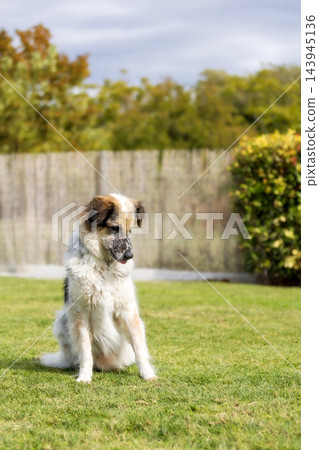 Fluffy mixed breed dog sitting on green lawn looking down with curiosity Fluffy mixed breed dog sitting on green lawn looking down with curiosity 143945136