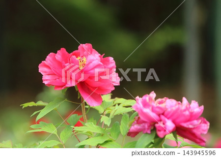 Miyama City Peony Garden, Peony Flowers 143945596