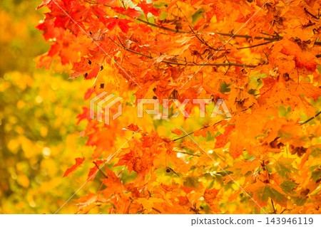 autumn leaves fall trees nature background 143946119