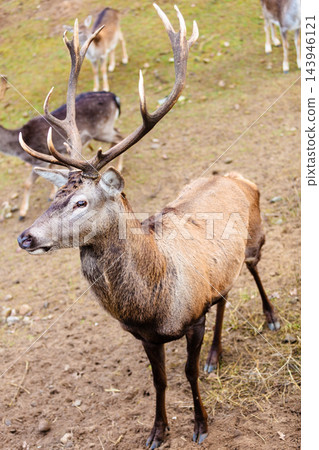 Red deer stag on meadow Red deer stag on meadow 143946121