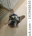 French bulldog portrait, upright ear, attentive gaze captured indoors 143948830