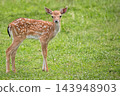 Young Fallow deer in a clearing 143948903