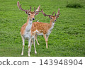 Fallow deers in a clearing 143948904