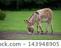 Young donkey in a clearing 143948905