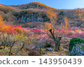 A scene of early spring captured in the morning at the Yugawara Plum Grove in late February, with the columnar jointing of Mt. Makuyama in the background, and the expanse of fully bloomed plum blossoms shining in the morning sun. A scene of early spring captured in the morning at the Yugawara Plum Grove in late February, with the columnar jointing of Mt. Makuyama in the background, and the expanse of fully bloomed plum blossoms shining in the morning sun. 143950439