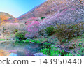 A beautiful early spring scene captured in late February at the Yugawara Plum Grove pond, where the fully bloomed plum trees are reflected symmetrically in the water. A beautiful early spring scene captured in late February at the Yugawara Plum Grove pond, where the fully bloomed plum trees are reflected symmetrically in the water. 143950440