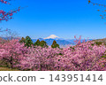 A panoramic early spring scene captured in the early morning at Oi Yume no Sato, featuring a row of cherry trees in full bloom against the backdrop of the snow-capped Mt. Fuji. A panoramic early spring scene captured in the early morning at Oi Yume no Sato, featuring a row of cherry trees in full bloom against the backdrop of the snow-capped Mt. Fuji. 143951414