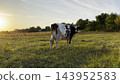 Milk cow pasturing at green lawn at beautiful sunset. Cute friendly animal grazing in meadow on summer day. Beautiful scenic landscape at background. Farming concept. Slow motion 143952583