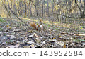 Pretty small rodent squirrel searching nuts at summer forest. Wild fluffy questing food at sunny woodland. The scene captures natural behavior animal, highlighting curiosity and agility 143952584