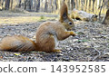 Cute brown rodent eating found walnuts at summer park. Wild fluffy squirrel gnawing nuts at sunny forest. Pretty small sciurus chewing food outdoor. Concept of wildlife 143952585
