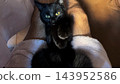Male owner playing with cute black kitten lying on his legs at home. Man having fun with pretty domestic kitty at sofa. Concept of care and love to animal. POV 143952586