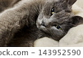 Beautiful gray cat sleeping funny on the bed. Pretty kitten resting at home. Cute kitty relaxing on sofa at house. Concept of adorable domestic animals. Slow motion 143952590