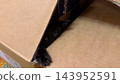 Little black kitten sits inside a cardboard box, stretching one paw over the edge. It looks out with quiet curiosity, cautiously exploring the world beyond the box 143952591