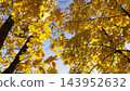View to tree tops with golden with blue sky at background. Crowns of plants with lush yellow foliage in autumn forest at sunny day. Beautiful colorful fall season. Rotation shot Slow motion 143952632