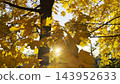 Golden maple leaves on tree branches gently swaying in the wind with sunlight at background. Lush autumn yellow foliage swinging on the breeze at forest. Beautiful colorful fall season. Close up 143952633
