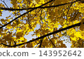 Golden maple leaves on tree branches gently swaying in the wind at sunny day. Lush autumn yellow foliage swinging on breeze at forest. Beautiful colorful fall season. Close up Slow motion 143952642