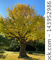 A magnificent ginkgo tree stands in the Hamarikyu Gardens, an oasis in the heart of the city. 143952986